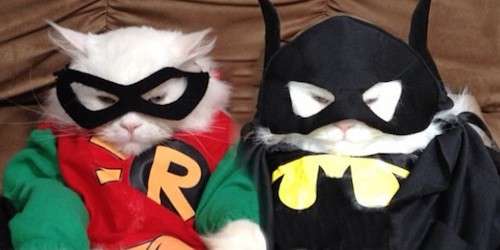 Due gattini come Batman e Robin