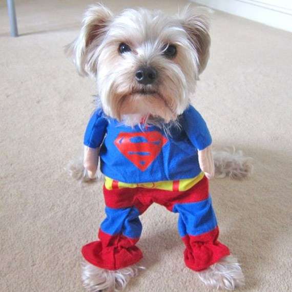 Il cagnolino Superman