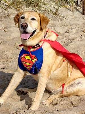 Il cane Superman