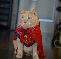 Il gatto Superman