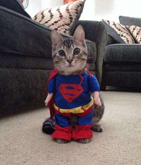 Tenero gattino vestito come Superman