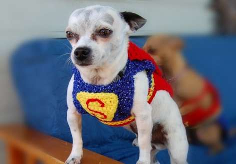 Un cagnolino vestito da Superman