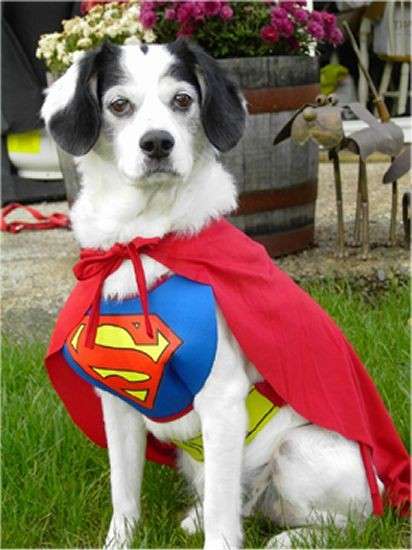 Un cane vestito da Superman