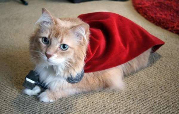 Un gattino con il mantello rosso