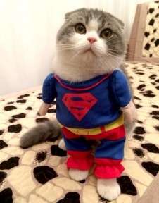 Un gattino vestito da Superman