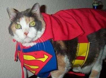 Un gatto come Superman