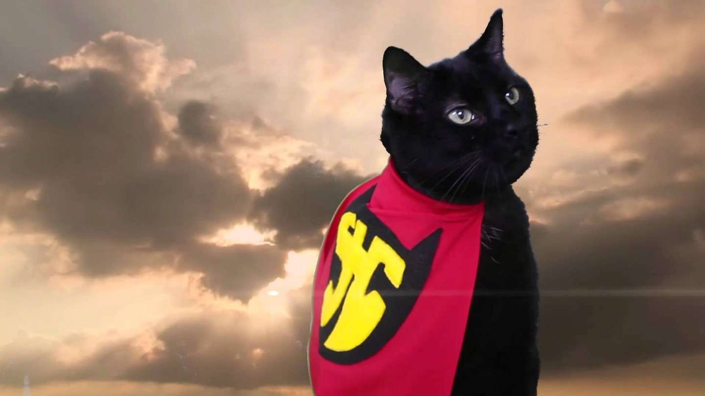 Un gatto nero come supereroe