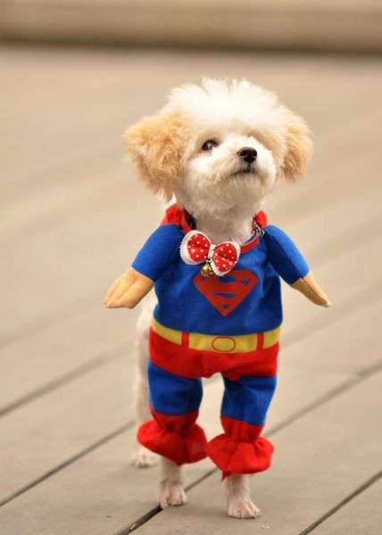 Vestitino da Superman per cane