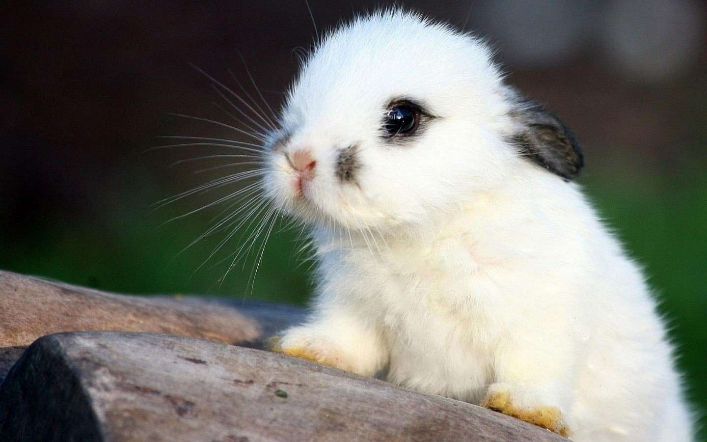 Coniglietto bianco