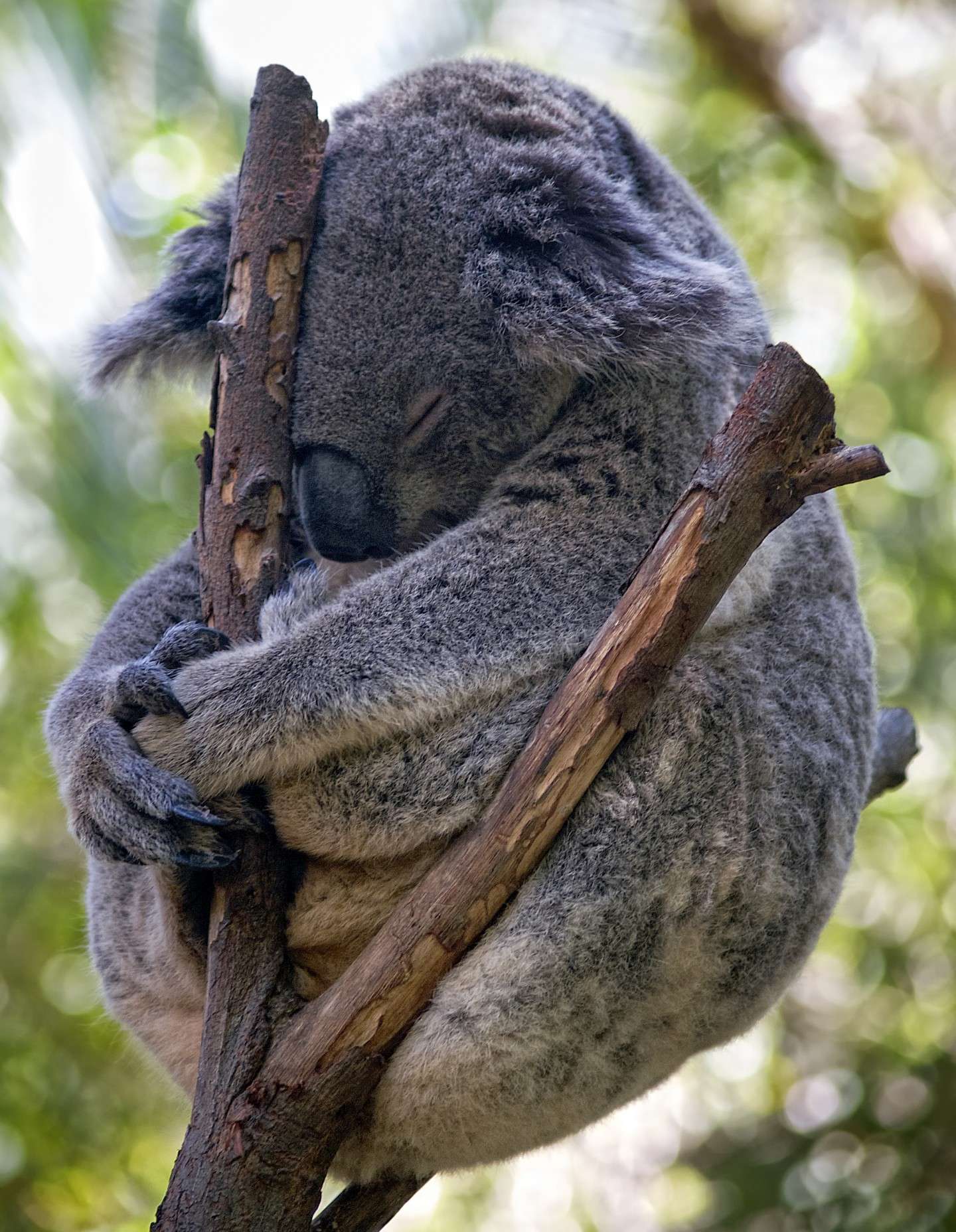 Tenero koala
