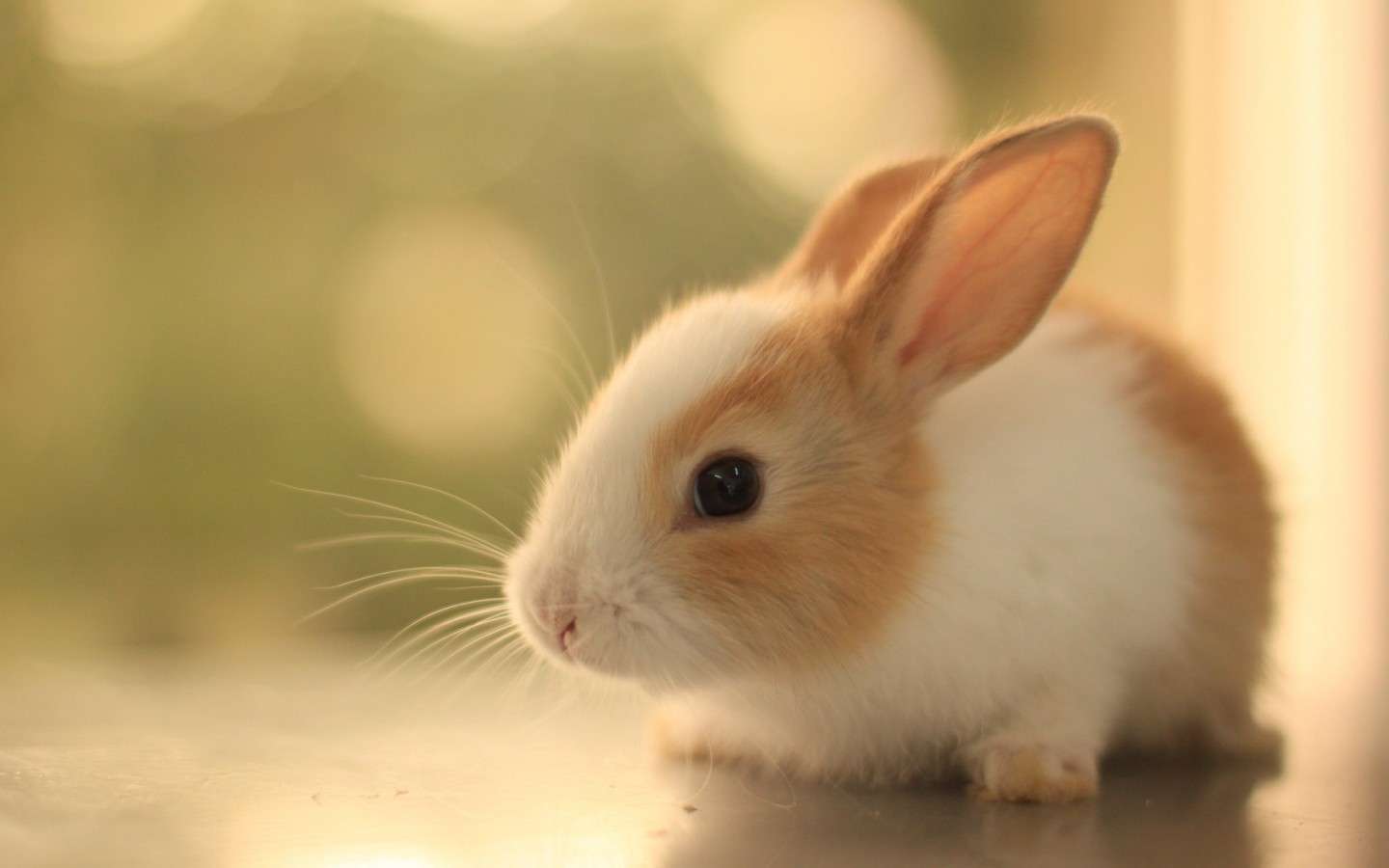 Coniglio con orecchie rosse
