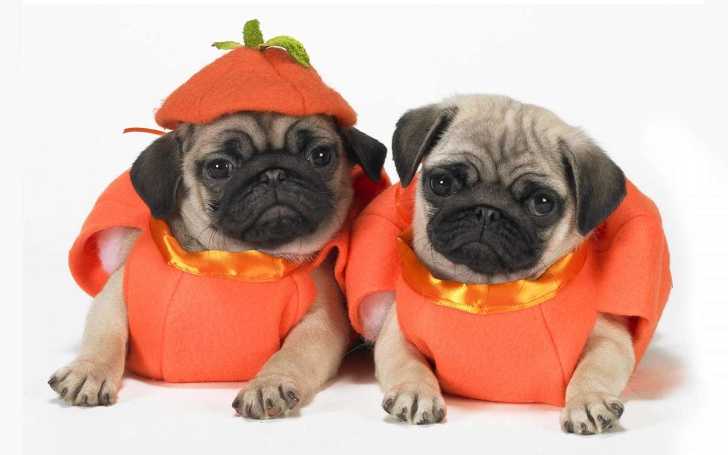 Costumi di Halloween per cani