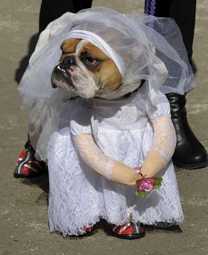 Costume da Halloween cane sposa