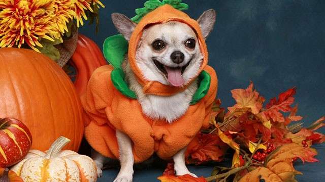 Costume da Halloween zucca cane