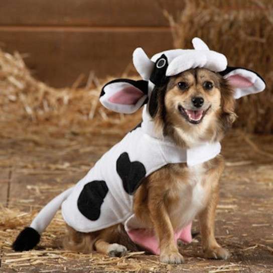 Costume di Halloween mucca per cani