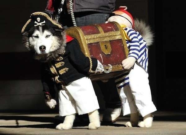 Cane-pirata Halloween 