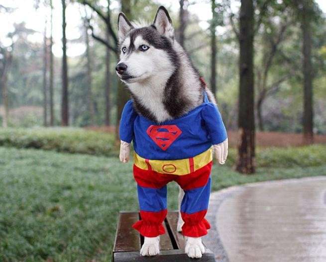 Cane-Superman per Halloween 
