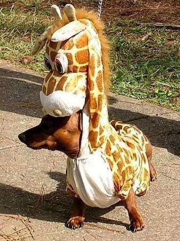 Cane-giraffa ad Halloween 