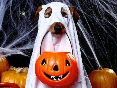 Costume da fantasma per cani