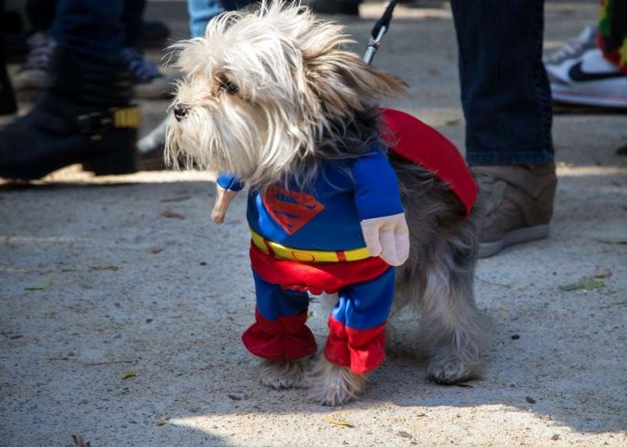 Cagnolino-Superman ad Halloween