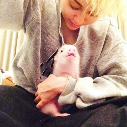 Miley Cyrus con il suo maialino