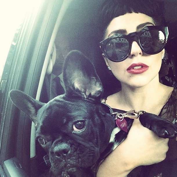 Lady Gaga e il bulldog