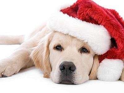 Costumi di Natale per cani e gatti