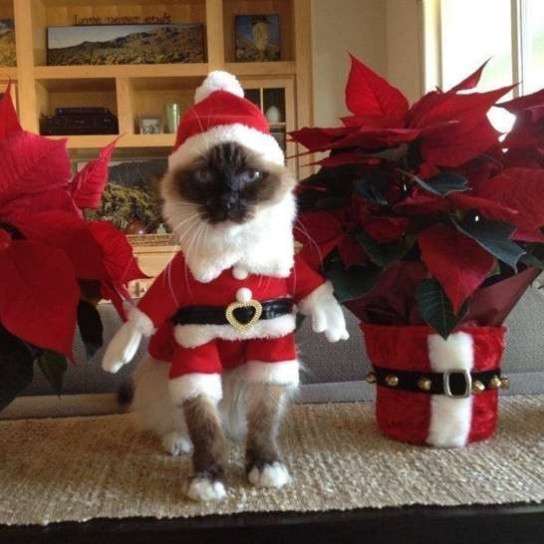 Costume di Natale per gatto