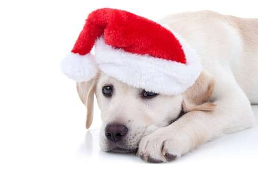 Cappellino Santa Claus per cani