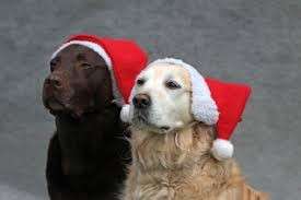Cappellino Natale cani