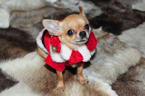 Chihuahua natalizio