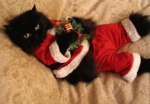 Costume di Natale gatto