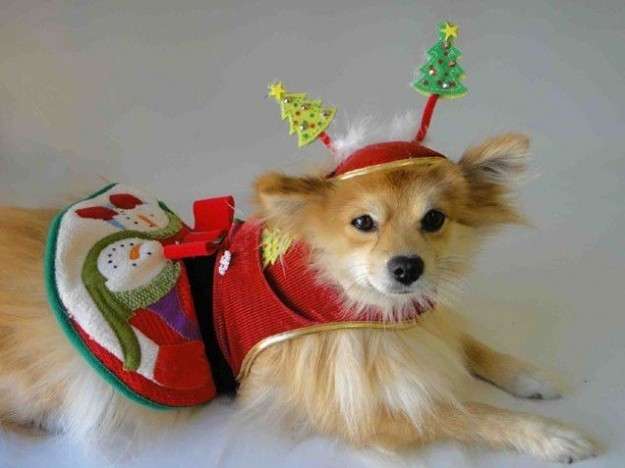 Costume natalizio per cucciolo