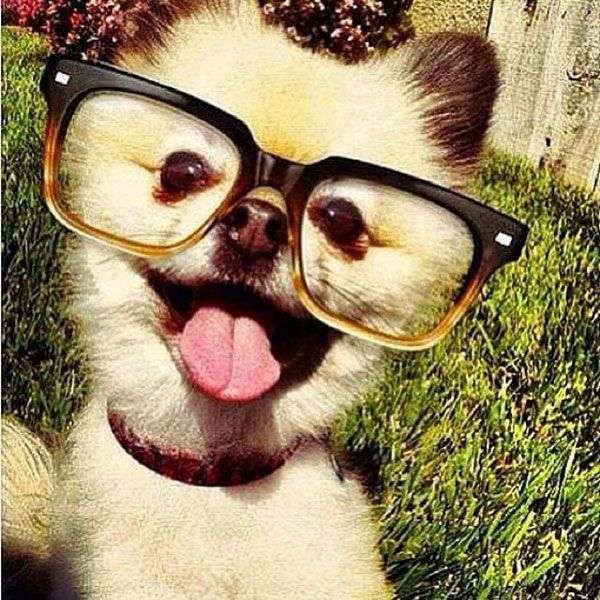 Pelfie di un cane con gli occhiali da vista