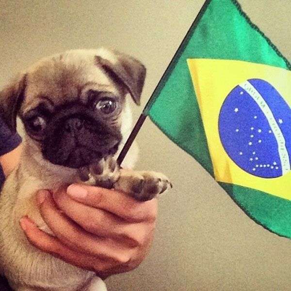 Pelfie di un cane con la bandiera del Brasile
