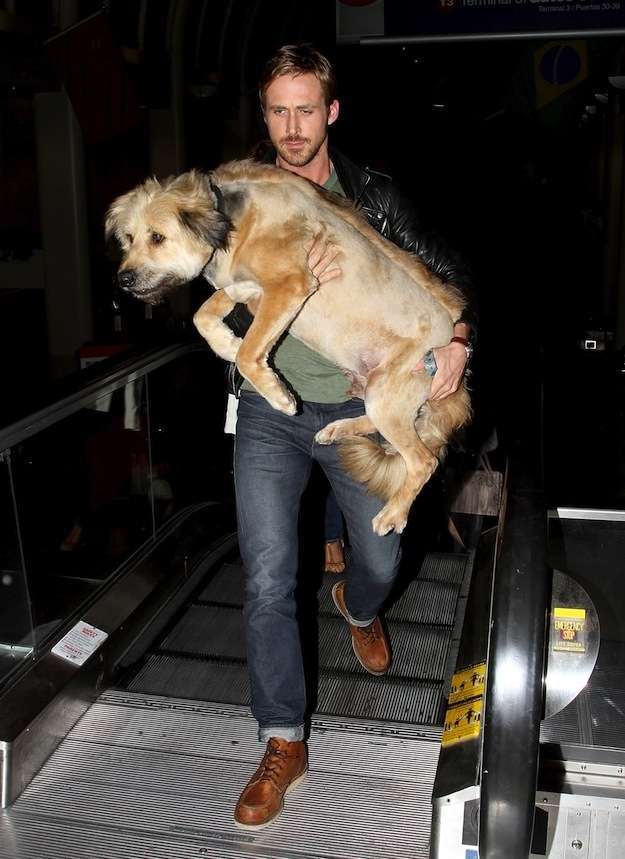 Ryan Gosling con il cane George
