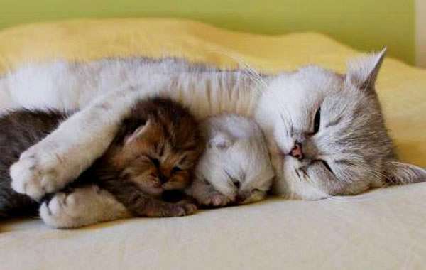 Cuccioli di gatto protetti dalla mamma