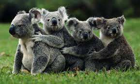 Cuccioli di koala abbracciano la mamma