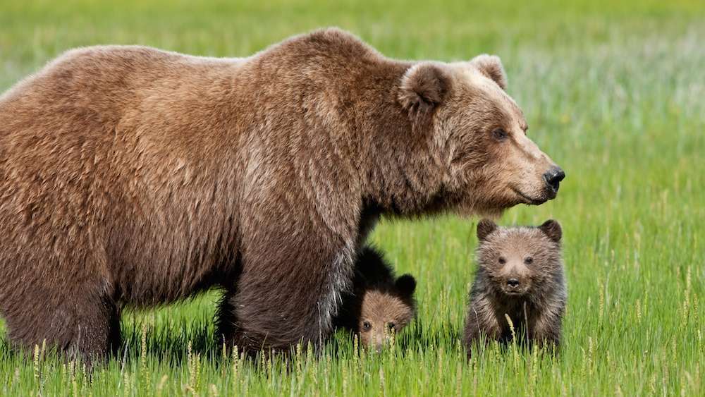 Cuccioli di orso con la mamma