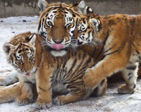 Cuccioli di tigre giocano con la mamma