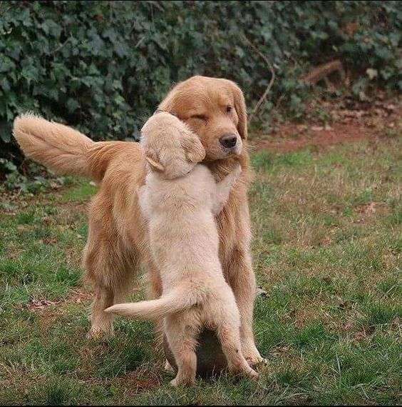 Cucciolo di cane che abbraccia la mamma