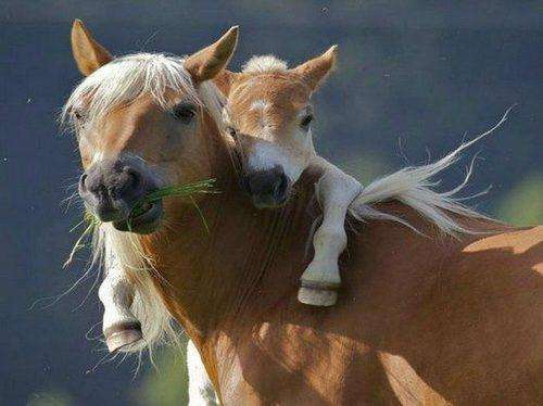 Cucciolo di cavallo con la mamma