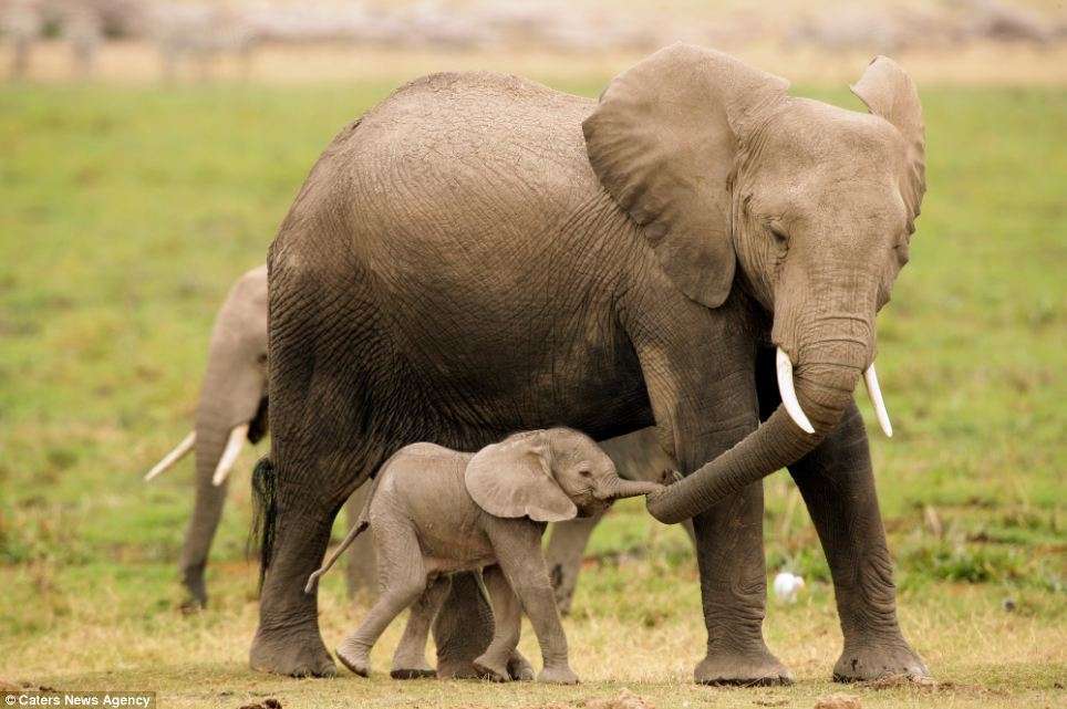 Cucciolo di elefante con la mamma