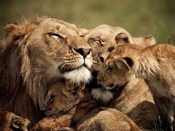 Famiglia di leoni con il cucciolo