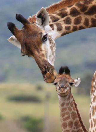 Giraffa che abbraccia il cucciolo