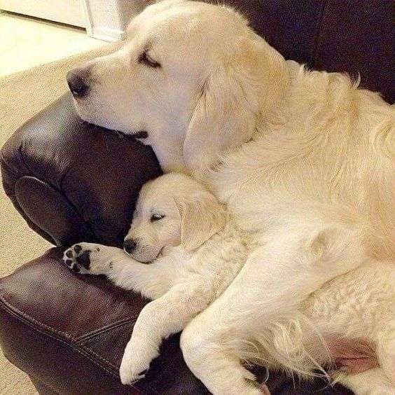 Mamma che abbraccia il suo cucciolo