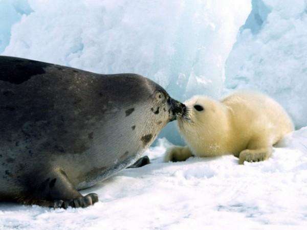 Mamma foca con il cucciolo