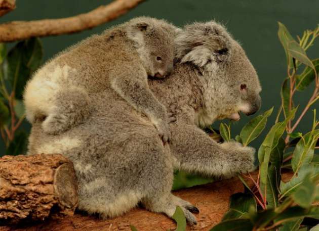 Mamma koala con il cucciolo