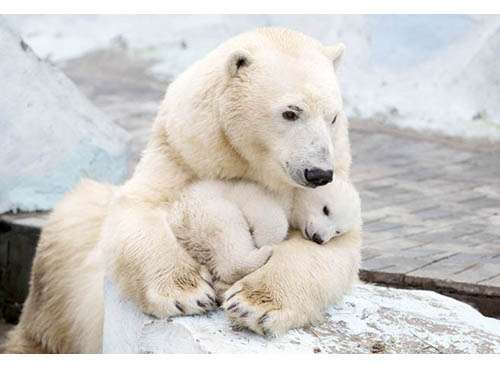 Mamma orso bianco con il cucciolo