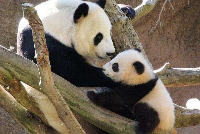 Mamma panda abbraccia il suo cucciolo